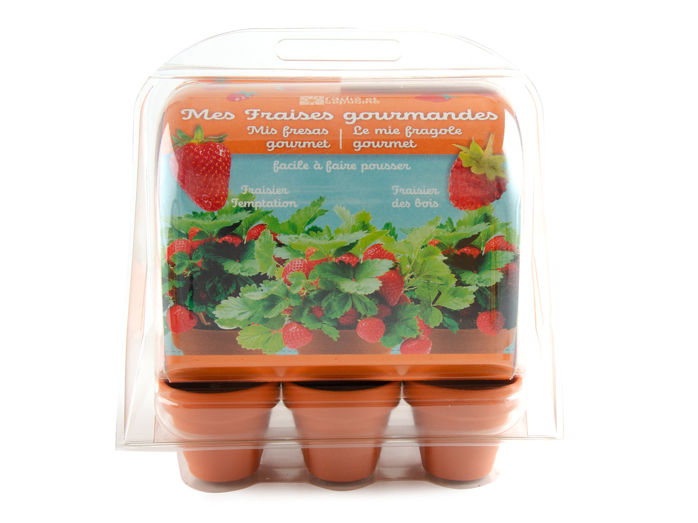 Mini-serre 6 pots avec fraises à faire pousser