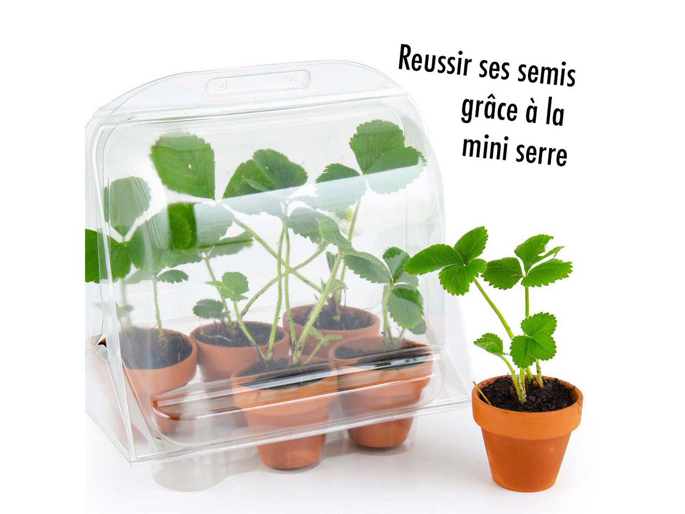 Mini-serre 6 pots avec fraises à faire pousser